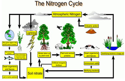 nitrogen cycle diagram for class 8