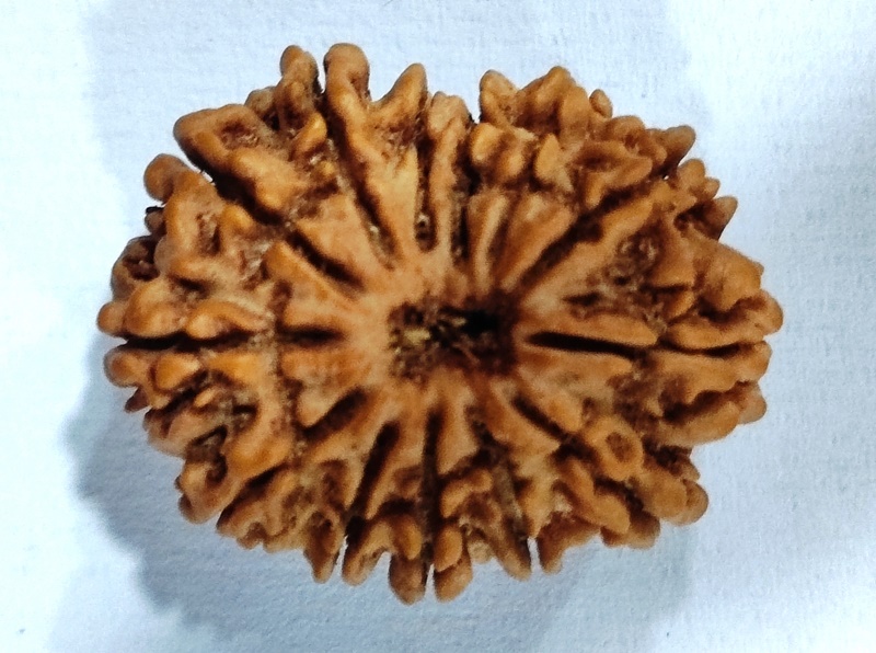 13 Mukhi Rudraksha