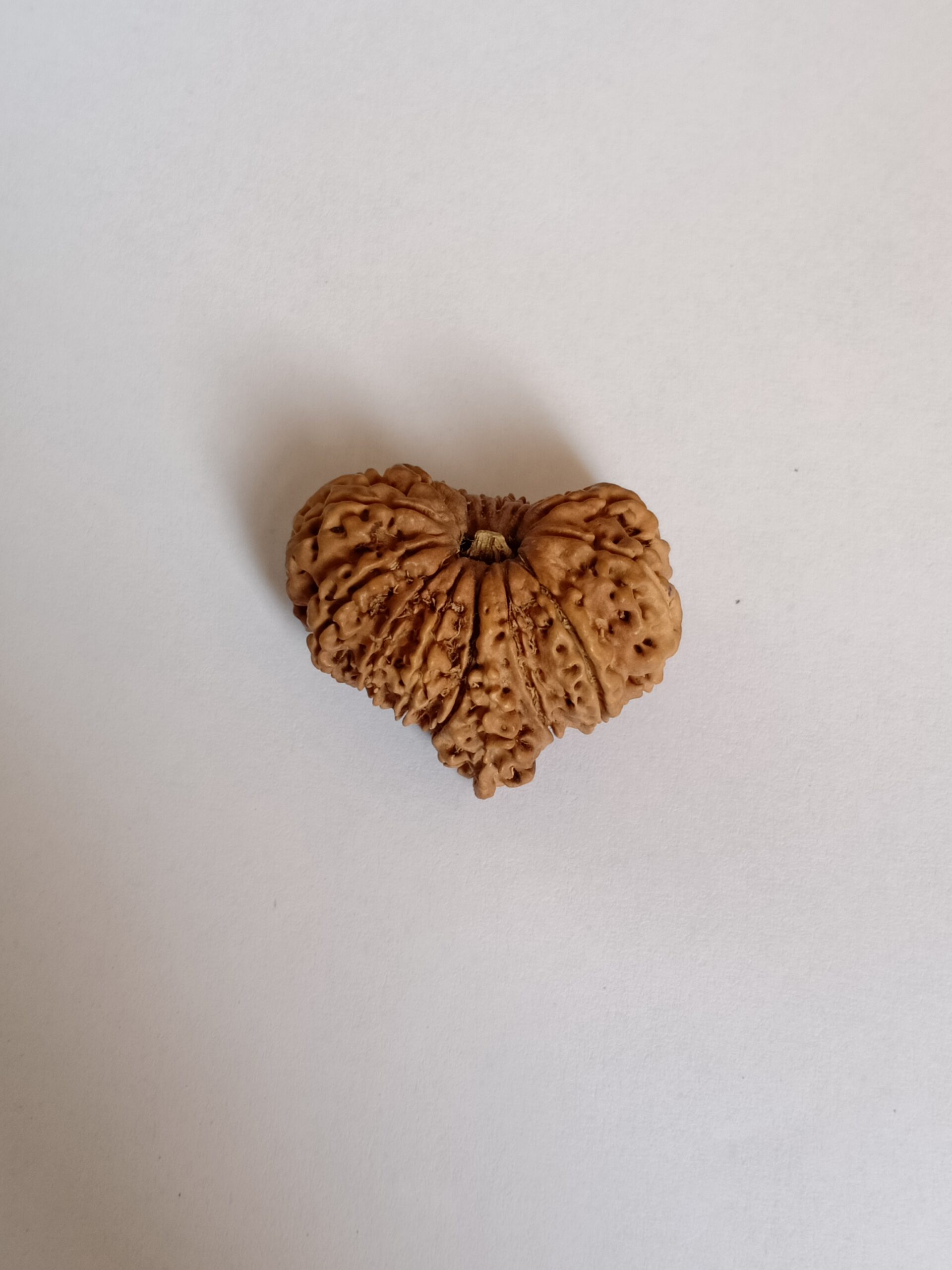 15 Mukhi Rudraksha