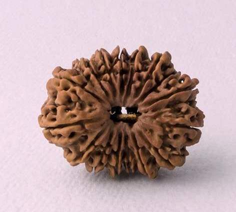 16 Mukhi Rudraksha