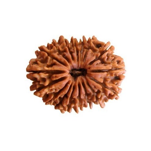 17 Mukhi Rudraksha