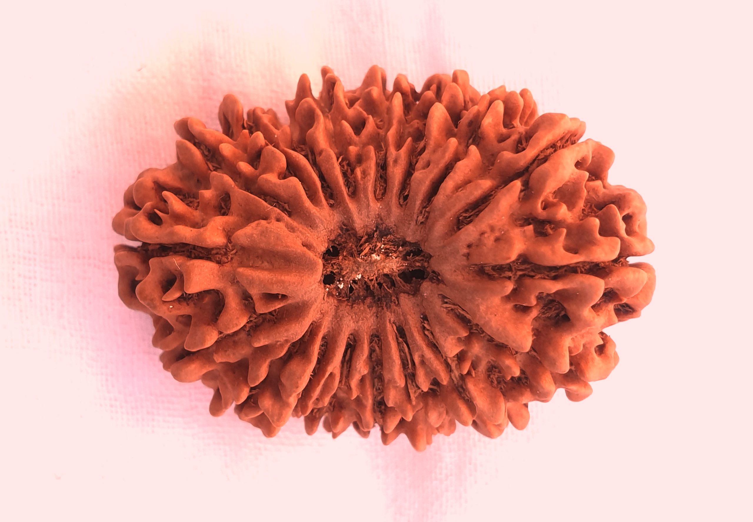 18 Mukhi Rudraksha