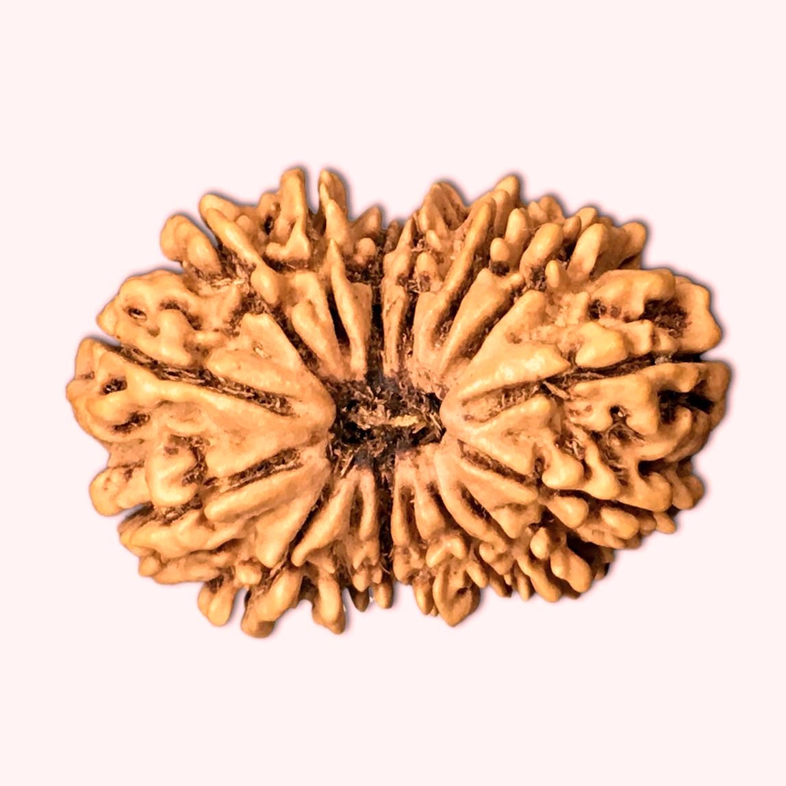 19 Mukhi Rudraksha