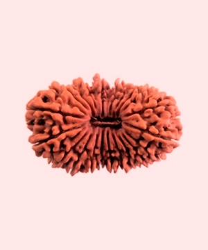 Natural Nepali 21 Mukhi Rudraksha