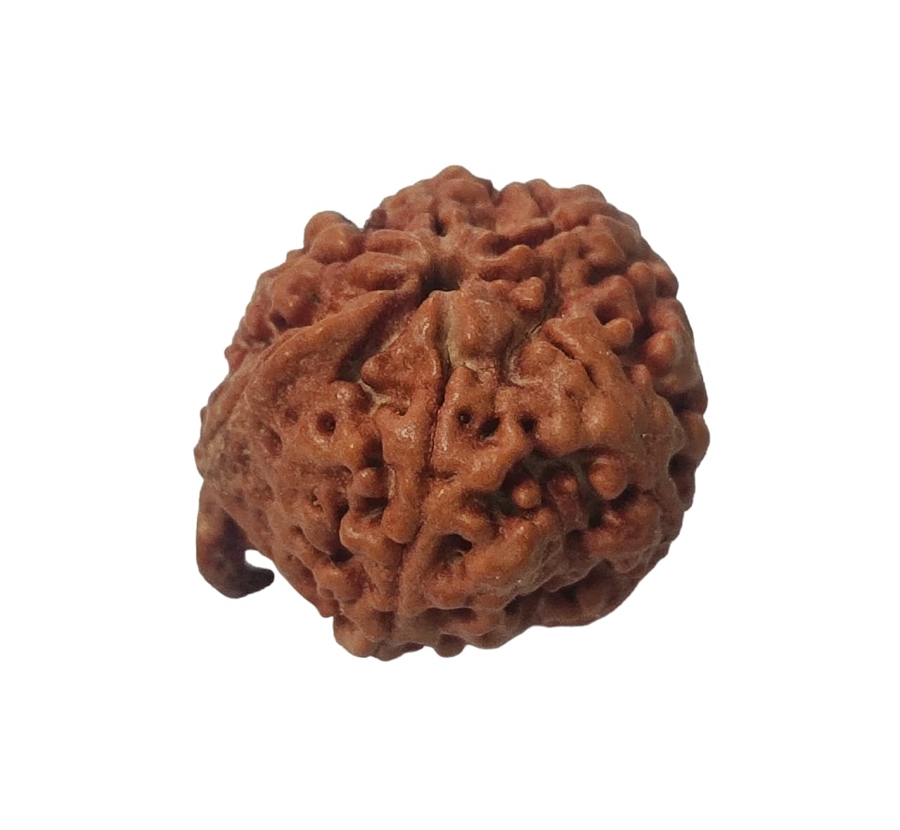 Ganesha Rudraksha