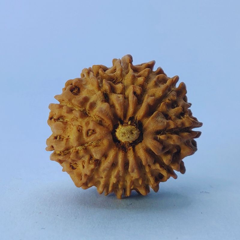 9 mukhi rudraksha